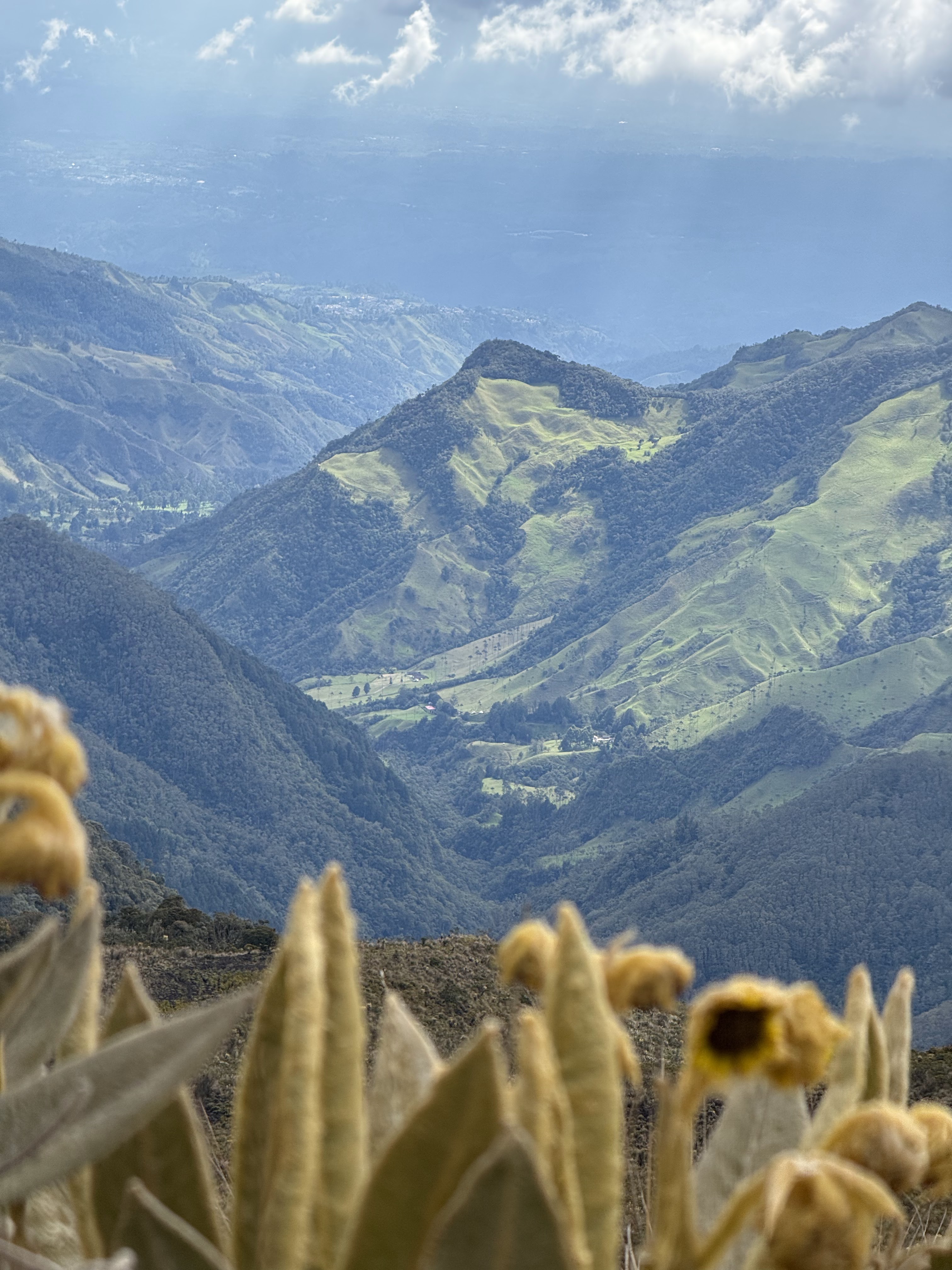 Entre Bosque y Páramo