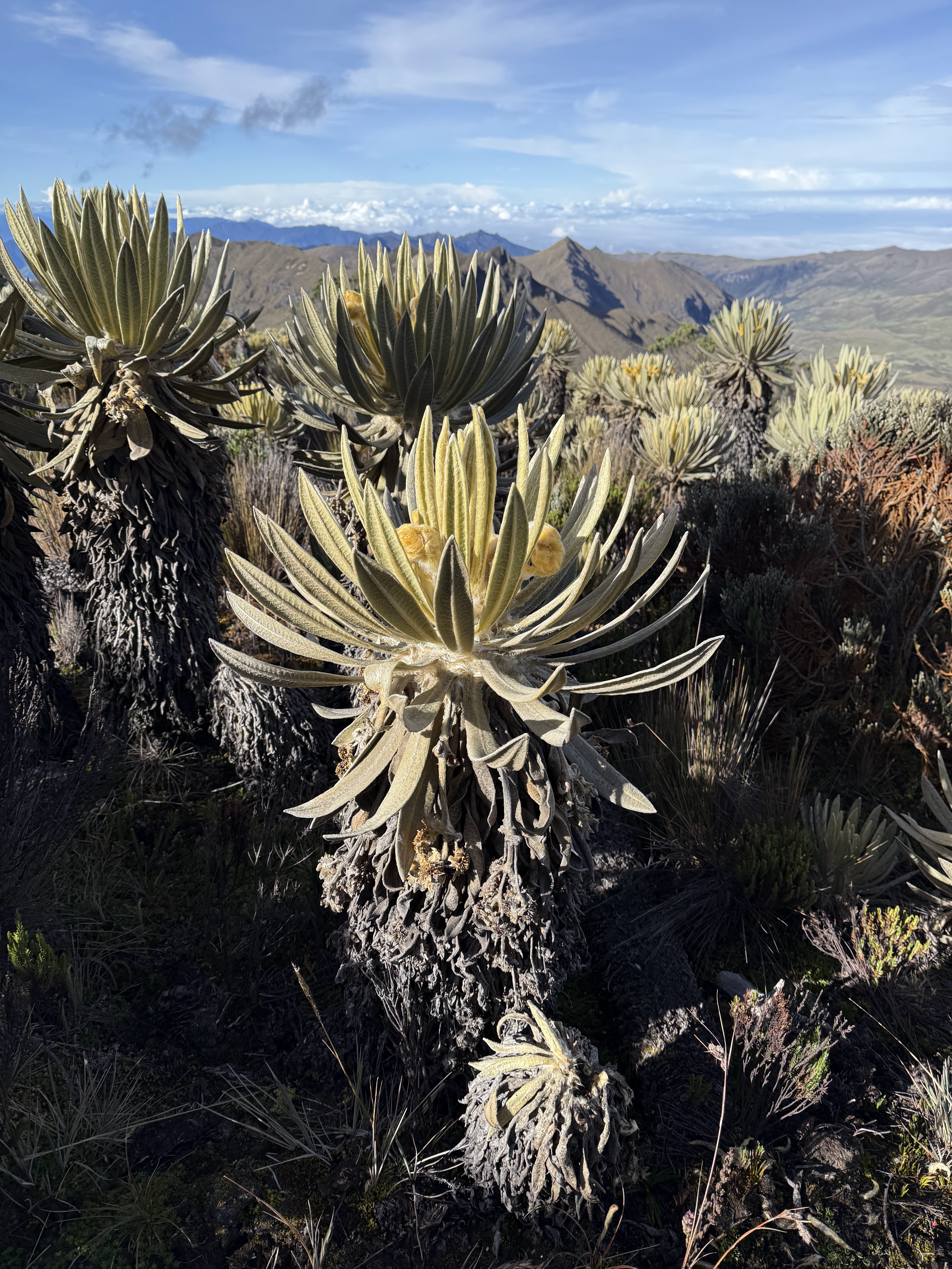 Entre Bosque y Páramo