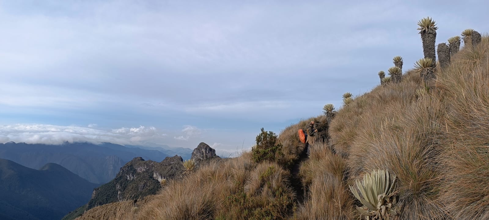 Entre Bosque y Páramo
