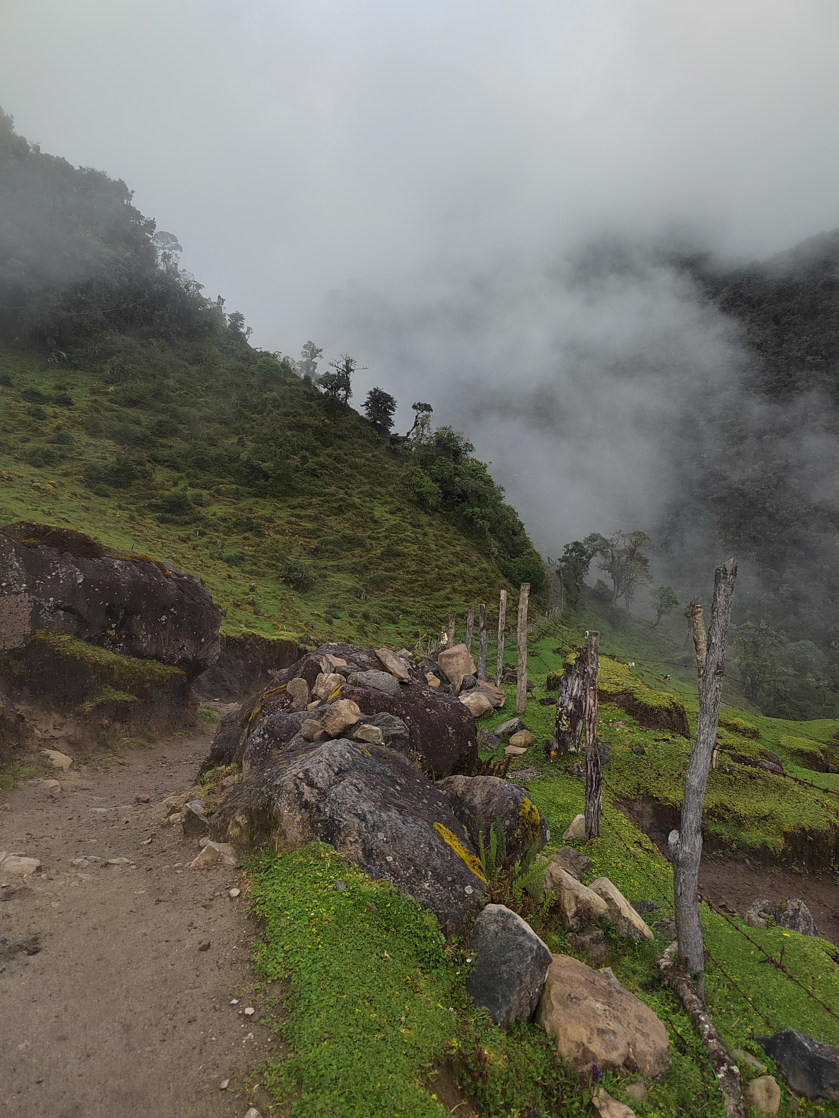 Entre Bosque y Páramo