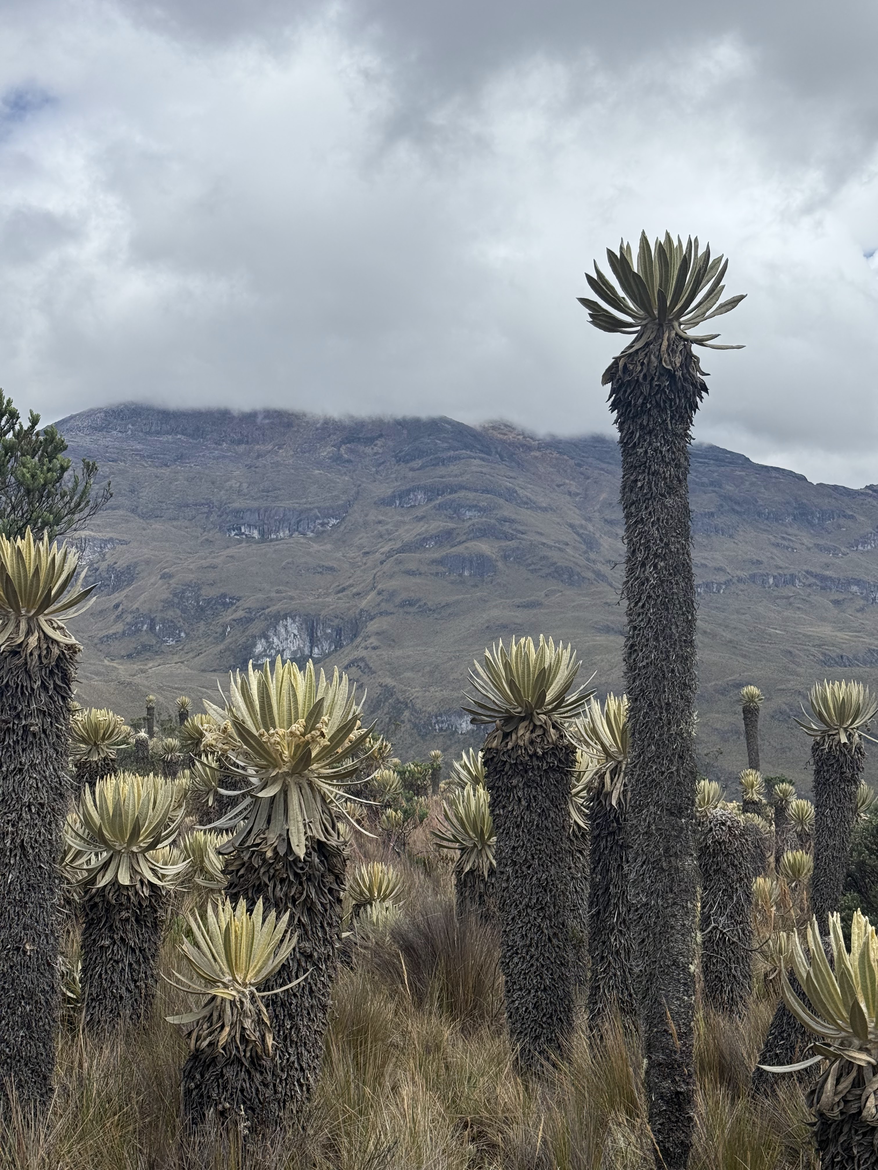 Entre Bosque y Páramo